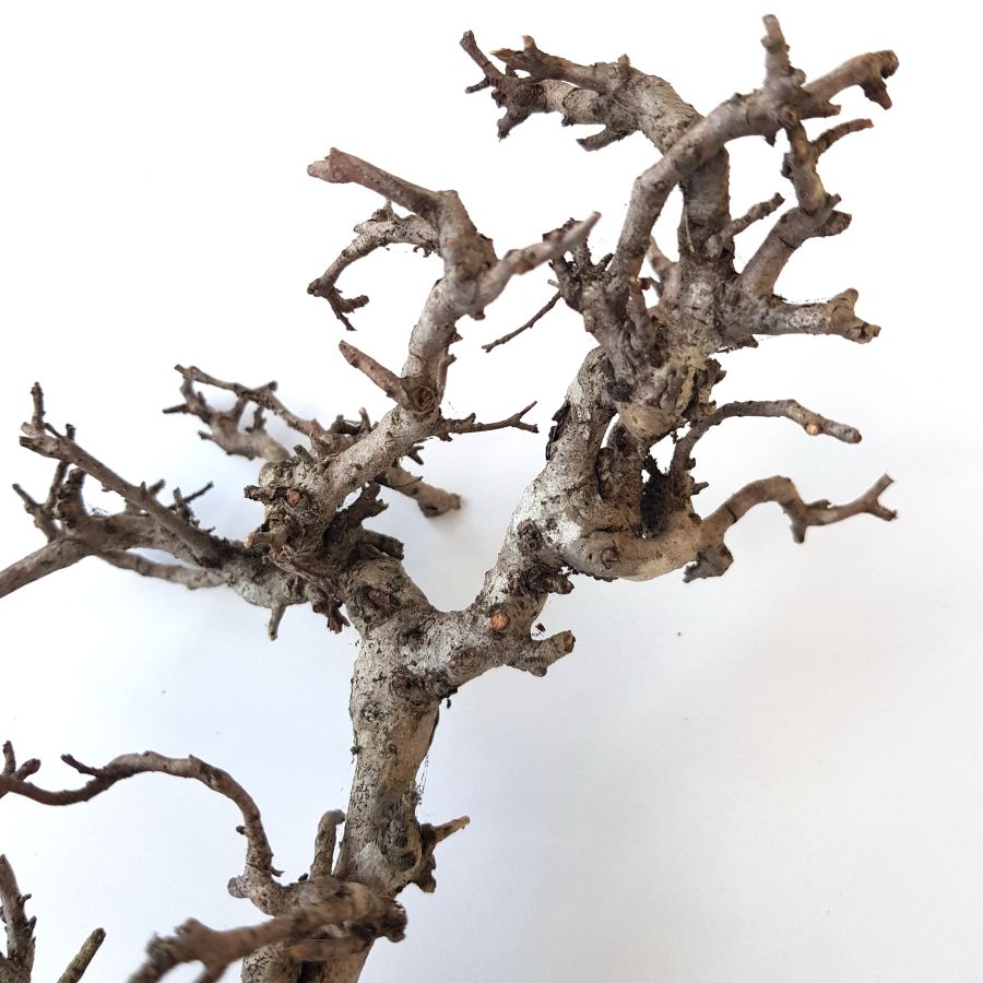 Přírodní dekorační keře 